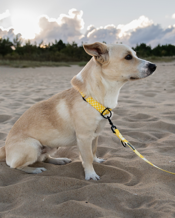 Smycz przepinana Pina colada Piknik BARKIN