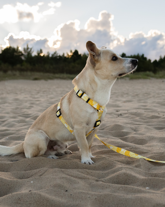 Szelki typu guard Pina colada Piknik BARKIN
