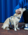 Szelki typu guard Awiator Wilk morski BARKIN