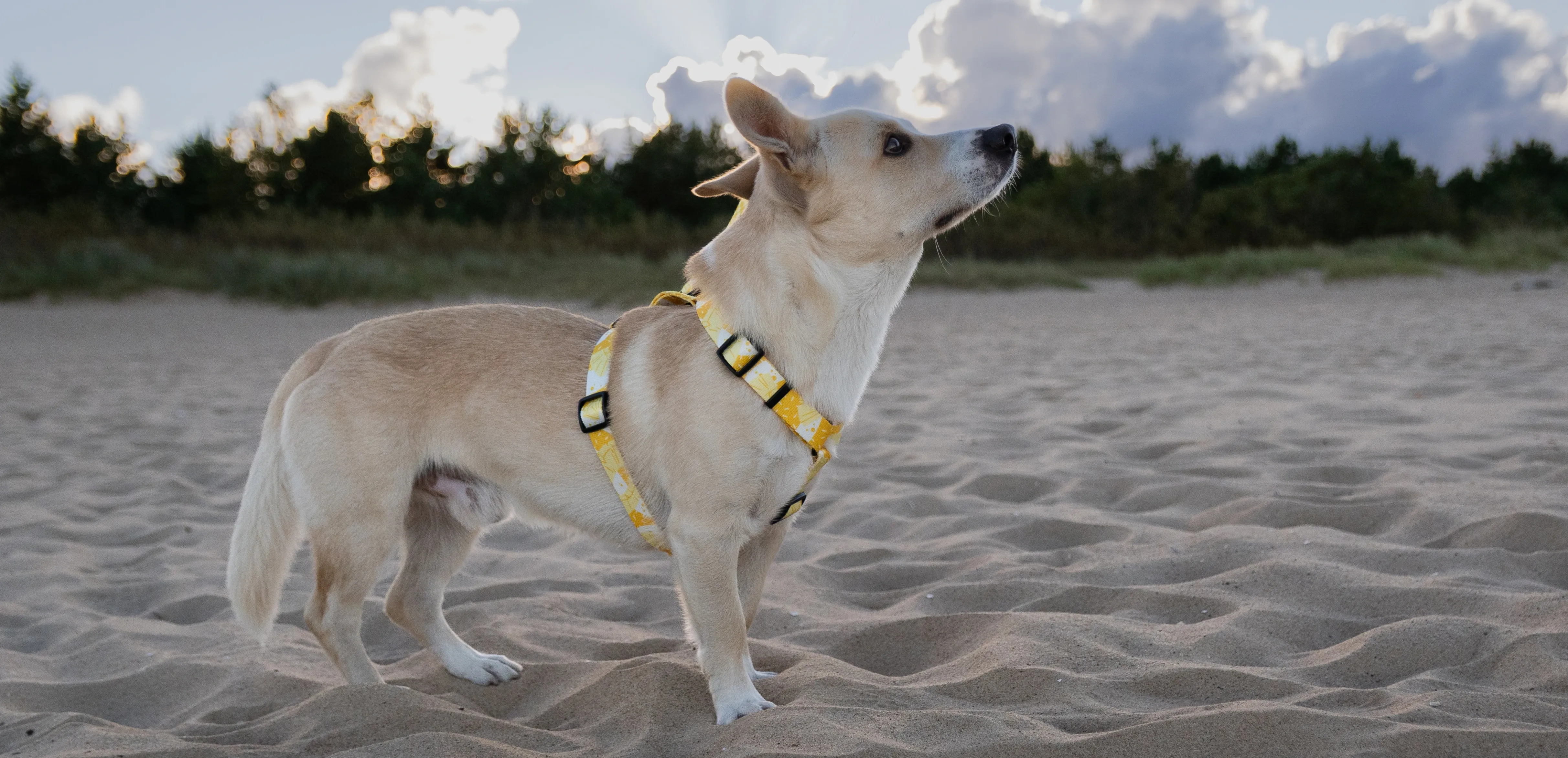 szelki typu guard pina colada BARKIN